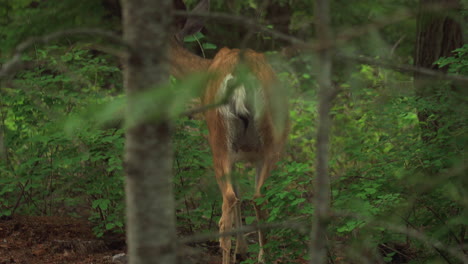 female mule deer wandering at woodland forest in glacier national park