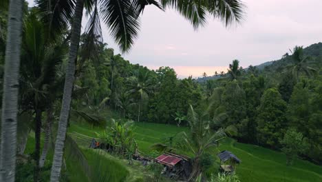 Un-Sereno-Paisaje-Tropical-Capturado-Al-Atardecer,-Con-Exuberantes-Terrazas-De-Arroz-Verdes-Rodeadas-Por-Un-Denso-Bosque-De-Palmeras