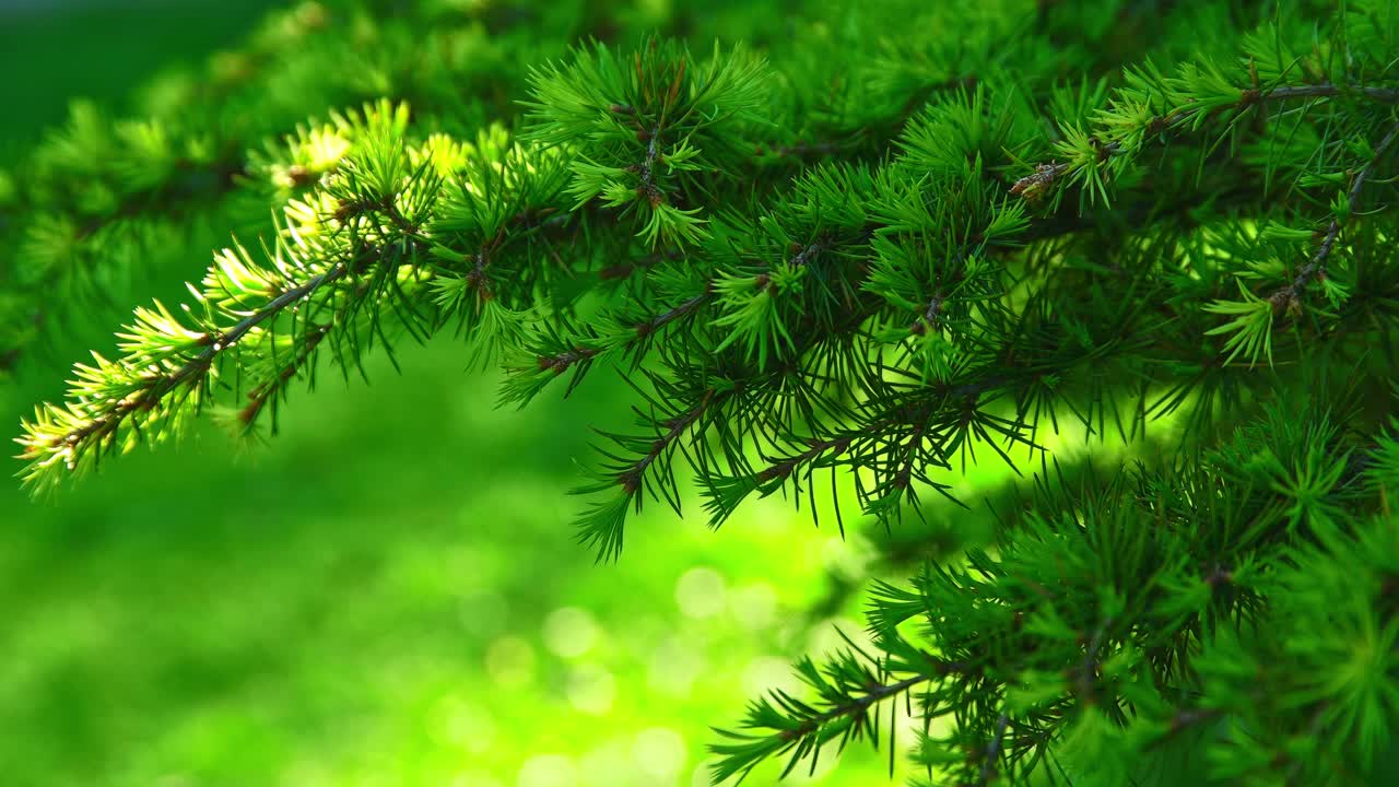 крупный план деревьев, цветов, ветвей, красивых зеленоватых растений в пильдамспаркене мальмё швеция