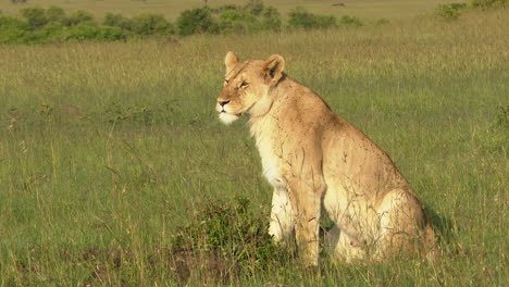 Lion-female-scanning-the-area-for-potential-prey-while-sitting,-Masai-Mara,-Kenya