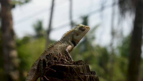 Lizard-in-a-tropical-country-on-a-cut-down-tree