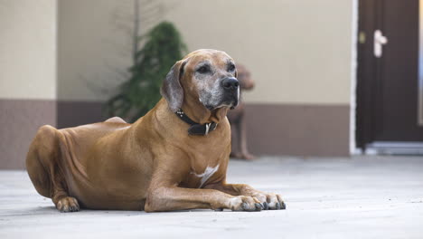 watchful rhodesian ridgeback lying on patio guarding house, close up