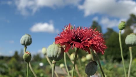 Red-poppy-blooming-and-flower-buds-poppies-in-garden-meadow