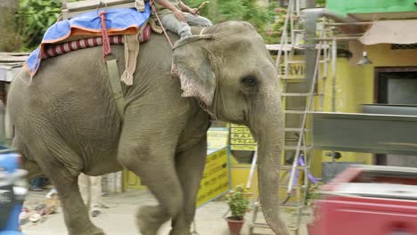 elephant goes on the street in the city of nepal. chitwat national park.