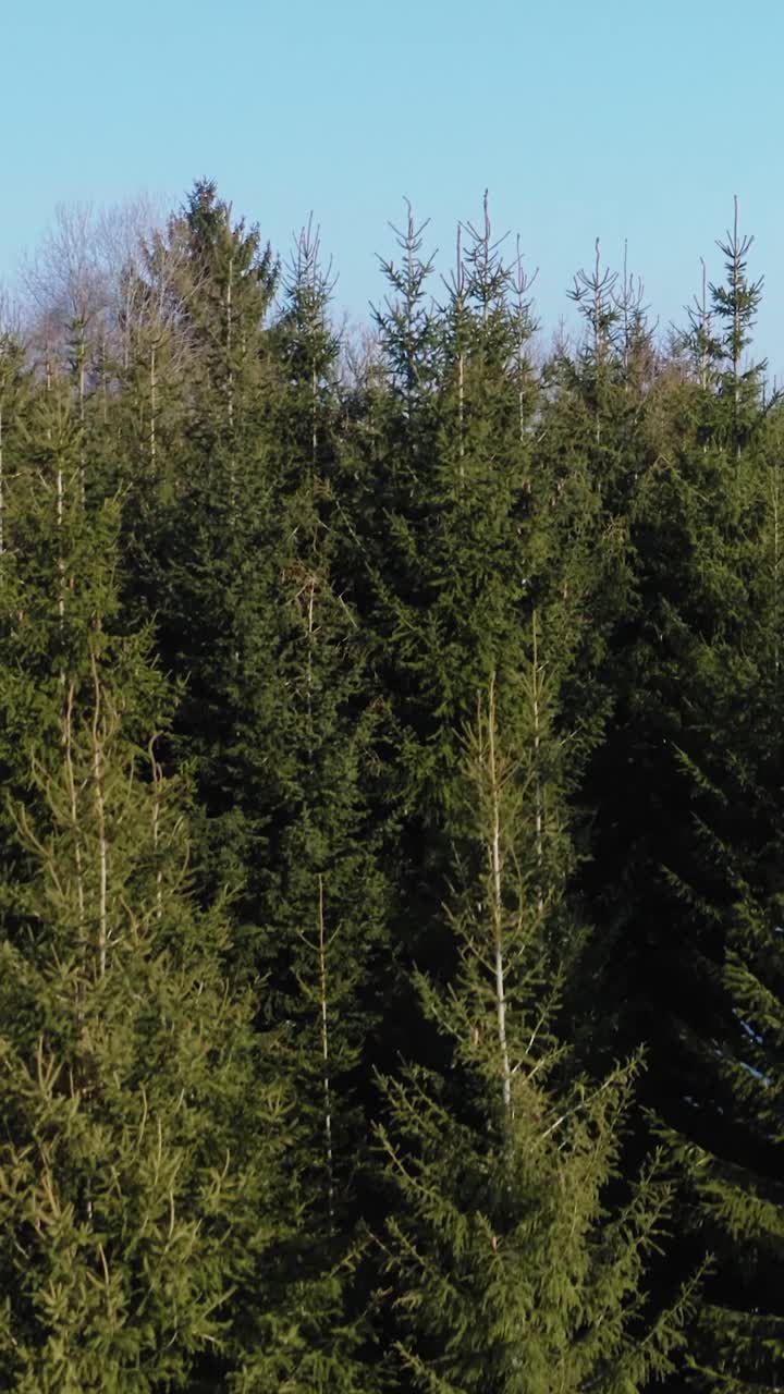 Ascending vertical drone shot from a dense evergreen forest with fir trees. Clean environment in countryside.