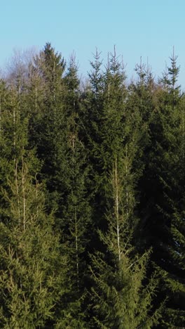 ascending vertical drone shot from a dense evergreen forest with fir trees. clean environment in countryside.