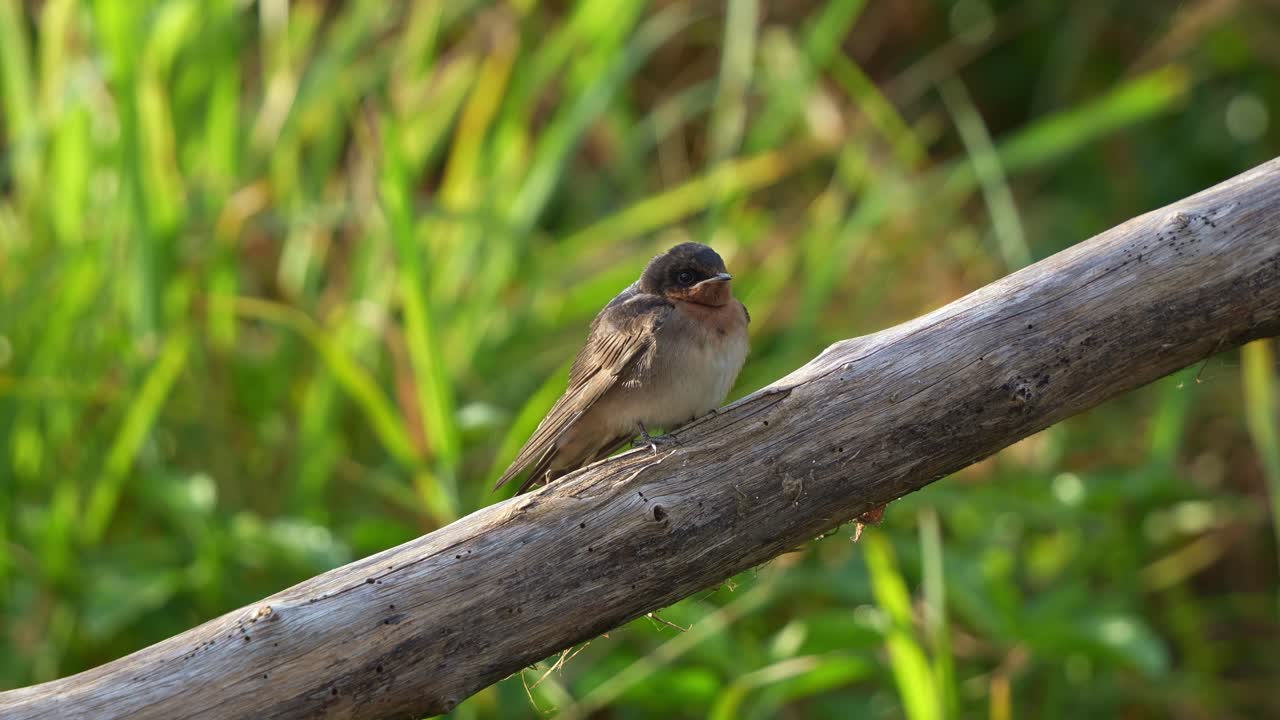 A Welcome Swallow (Hirundo neoxena) perched on a branch in its natural habitat, with fluffed-up plumage to keep warm, gazing curiously around, and twittering softly at sunset