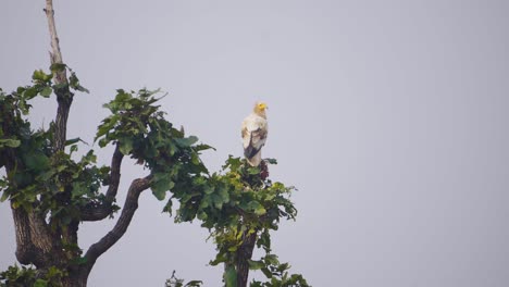 un buitre egipcio o neophron percnopterus pájaro posado o descansando en una rama de árbol en un bosque de madhya pradesh india