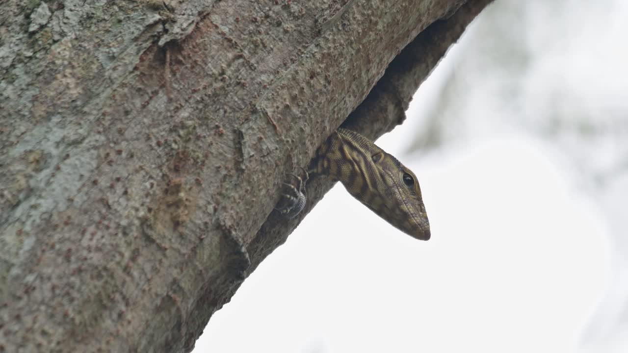 sacando la cabeza de la madriguera y mirando hacia la cámara, día nublado en la jungla, nublado monitor lagarto varanus nebulosus, tailandia