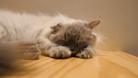 fluffy ragdoll cat sleeping peacefully on a wooden table