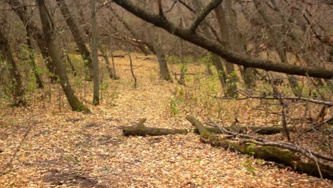 Un-Paseo-Por-Un-Sendero-Del-Parque-Urbano-En-Otoño