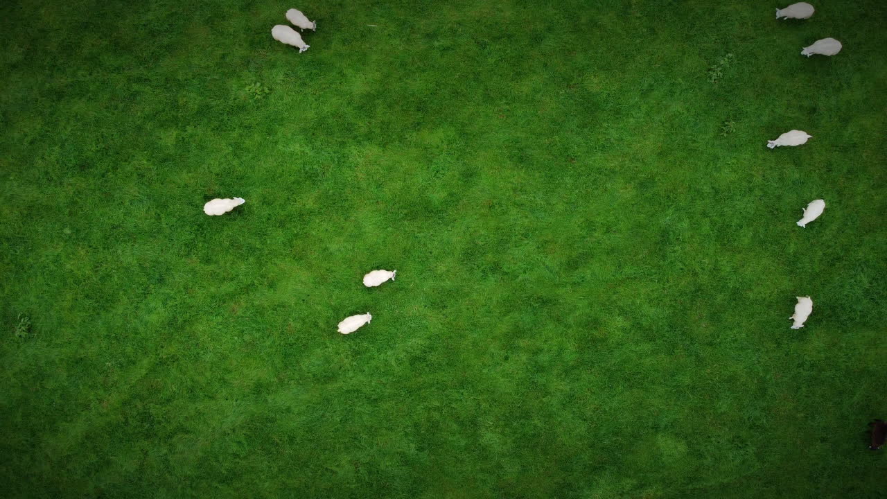 toma aérea de un rebaño de ovejas, de arriba hacia abajo moviéndose de izquierda a derecha