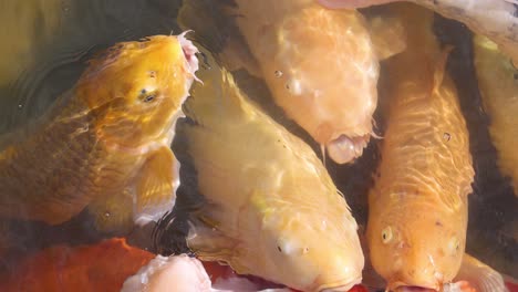 los peces koi se reúnen y compiten por la comida.