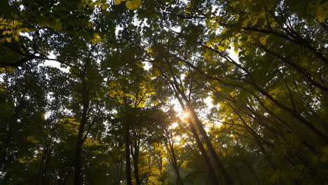 la luz del sol filtrándose a través de un dosel del bosque