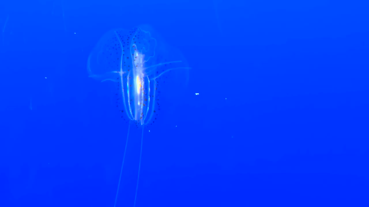 gelatina de peine aislado sobre un fondo azul iluminado