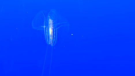 comb jelly isolated on a blue lit background