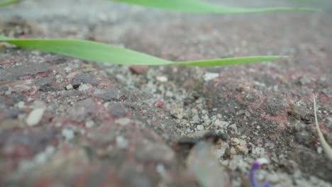 macro ants climbing small root across dirt trail in forest floor environment