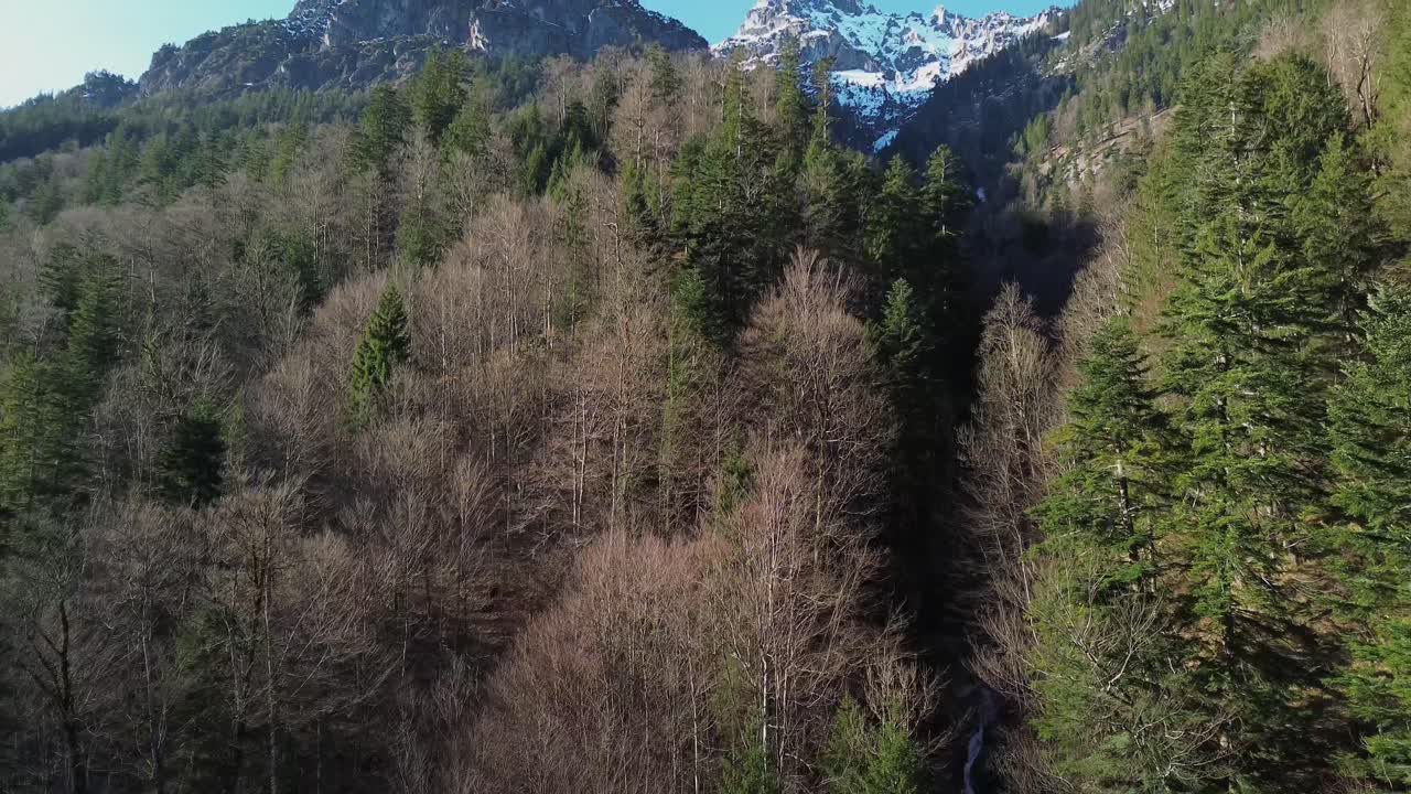 el avión no tripulado vuela sobre los árboles y revela el paisaje montañoso nevado en el fondo