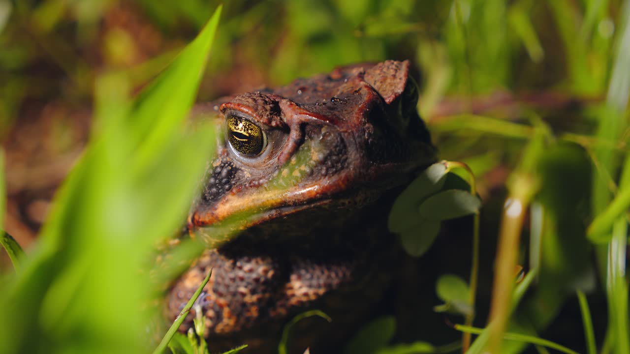 Amazonian cane toad closeup—sitting partially conceled in grass on rainforest ground in humid morning Peru setting.