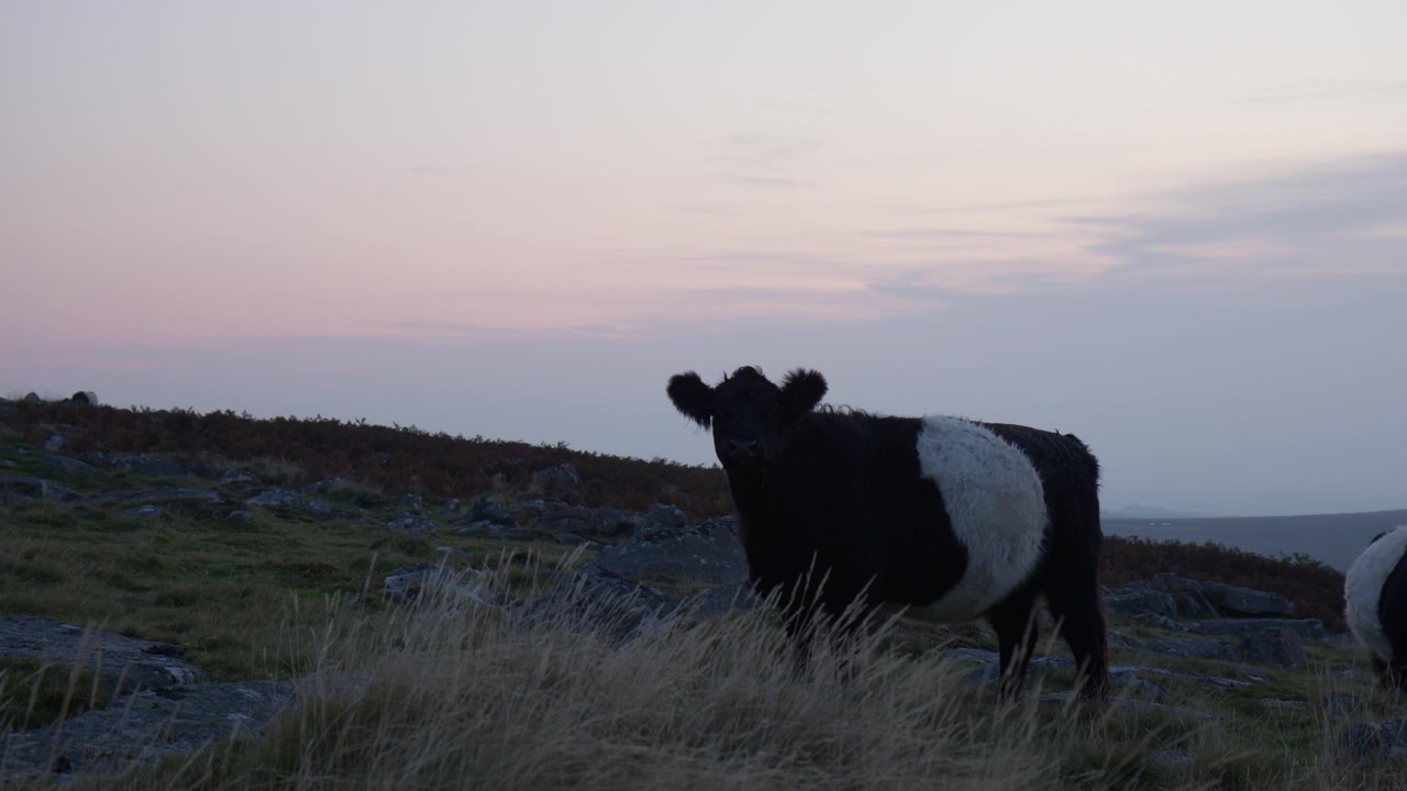 Razza bovina Galloway di colore fulvo a Dartmoor nel Devon, Regno Unito. Inquadratura statica