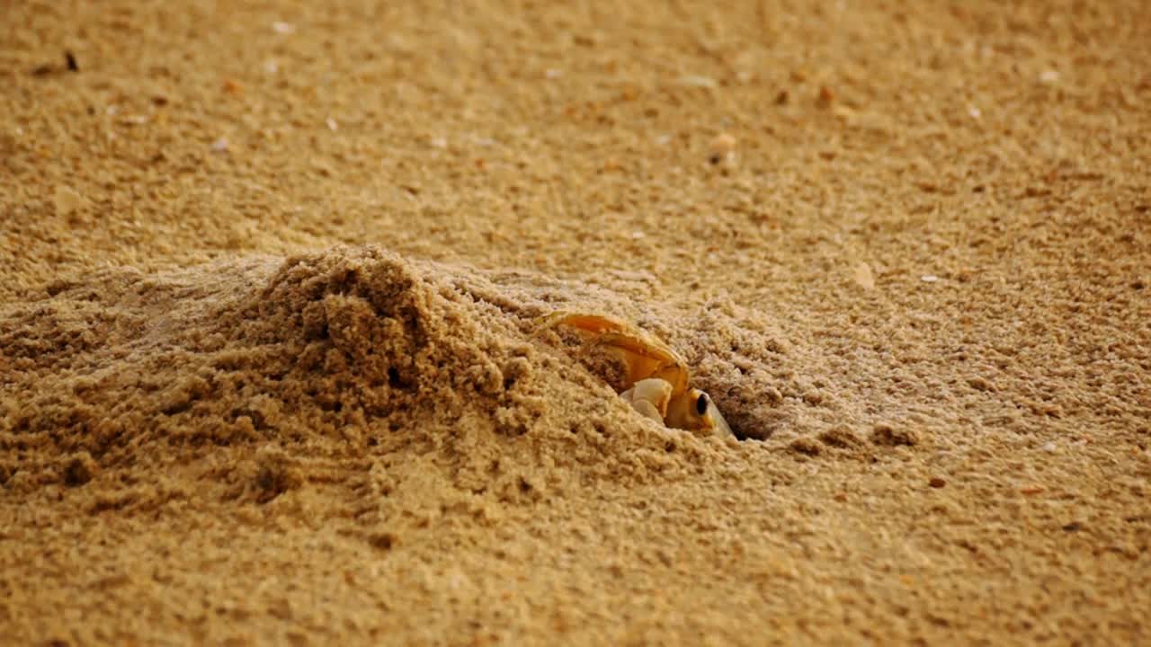 Close up of sand crab removing sand from it's den