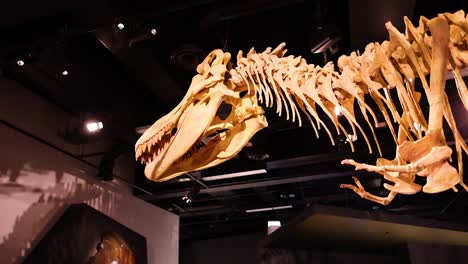 esqueleto de dinosaurio expuesto en el museo de melbourne