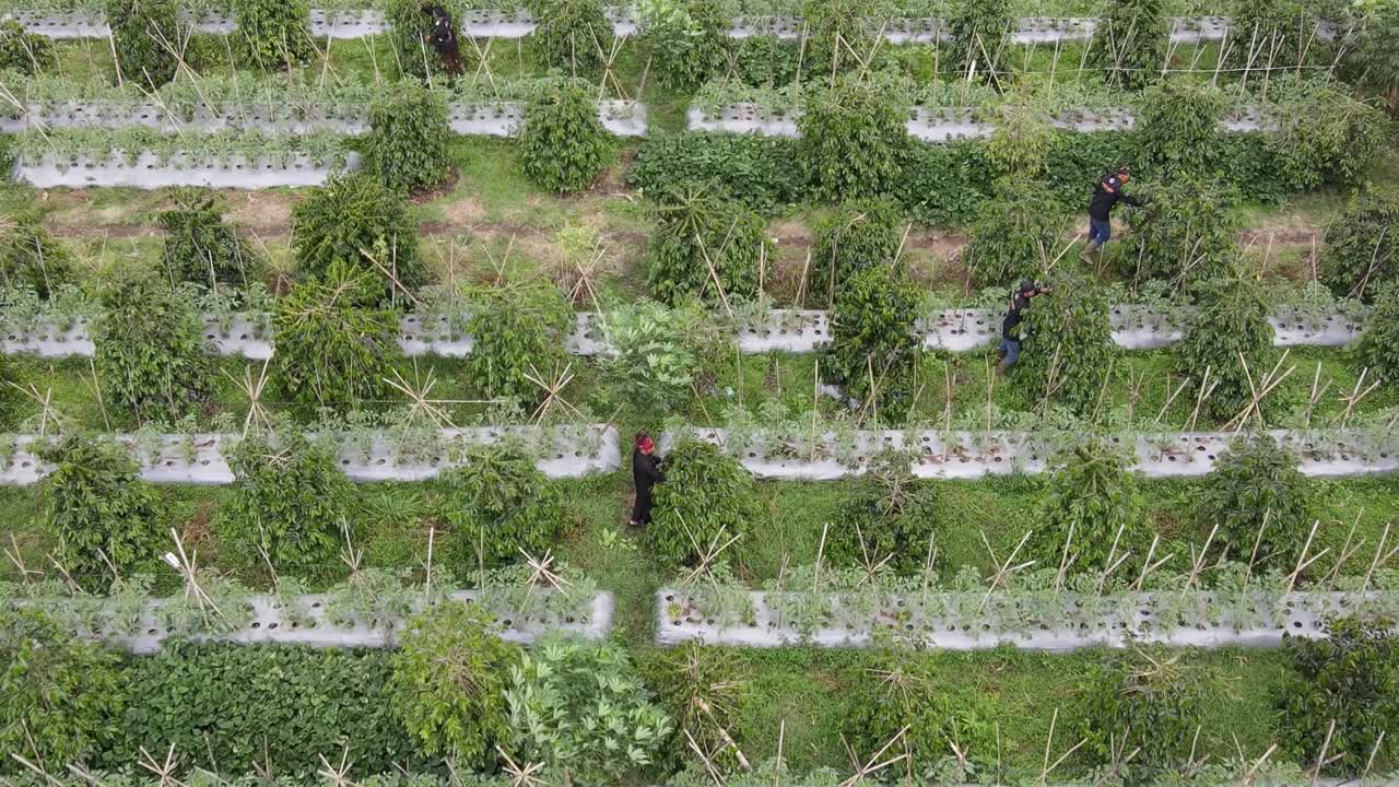 커피 농장에서 커피 원두를 따는 농부들