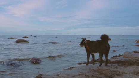 a karelian bear dog on a leash at a beach with sand shoreline and rocks watching waves that are in slow motion