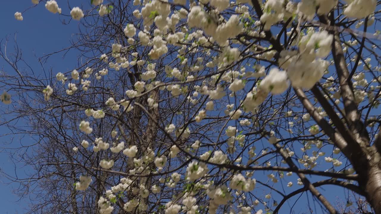 Pan view of little White flowers blossom during spring in a tree.