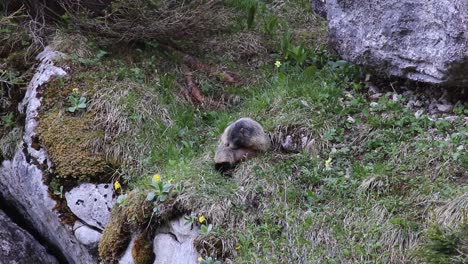 marmot sitting in the grass and cleaning itself and then running away