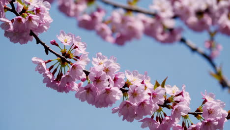 beautiful cherry blossoms