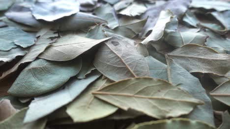 Dry-Laurel-Leaves-Background-Rotation