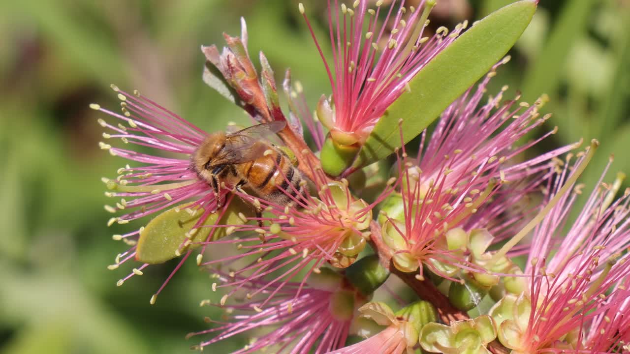 la abeja recogiendo néctar de las flores rosadas vibrantes