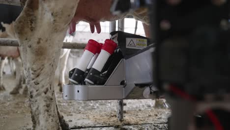 automatic milking system positions the teat cup shells below the udders of dairy cattle