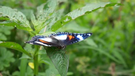 butterflies perch on the green leaves