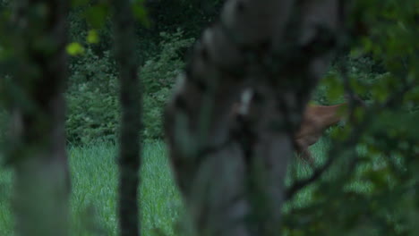 Roe-deer-walks-in-clearing,-shot-behind-trees-while-observing