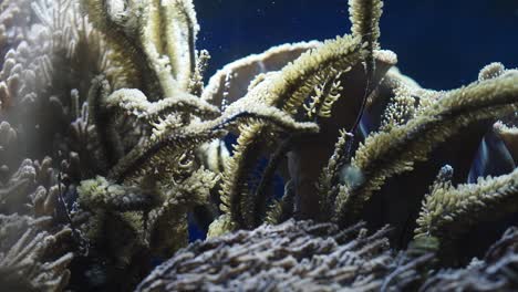 Close-up-shot-of-water-plants-moving-in-the-water,-yellow-fish-swimming-in-the-foreground