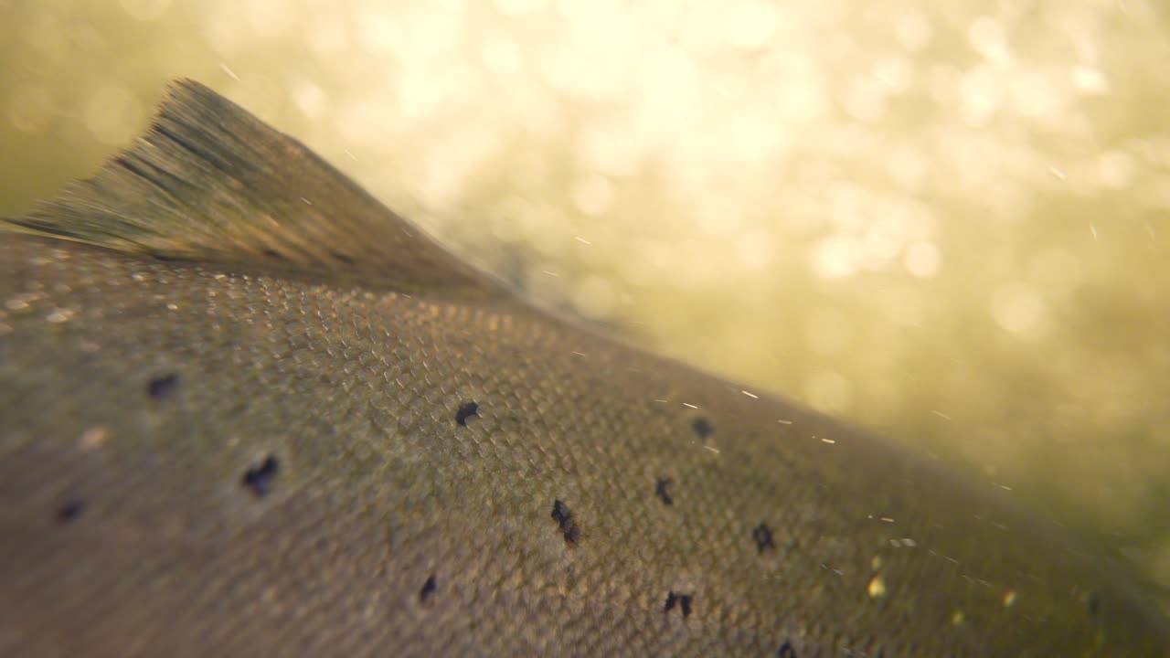 A robust salmon glides gracefully through a river, illuminated by warm sunlight filtering from above, creating a shimmering golden environment