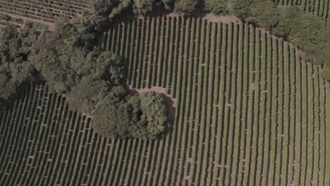 Daylight-drone-flight-over-big-tree-on-coffee-plantation