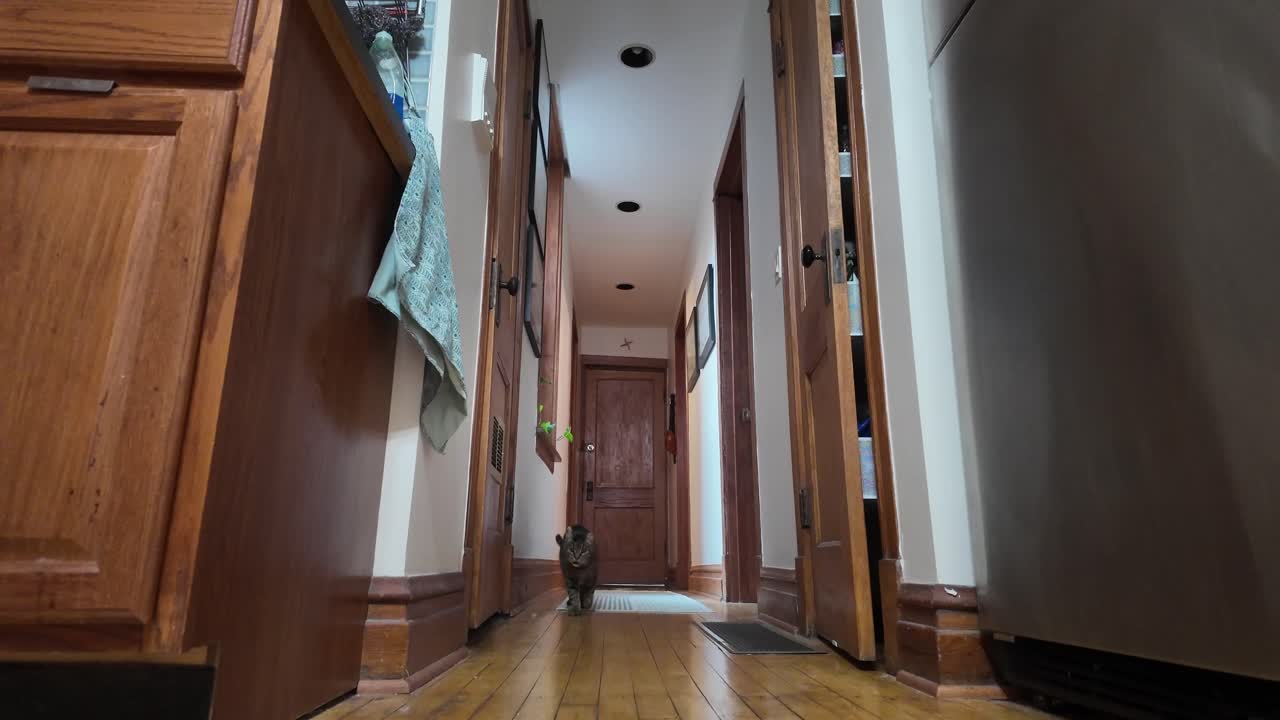 Un gatto che aspetta e poi corre verso la camera in un'accogliente cucina di casa