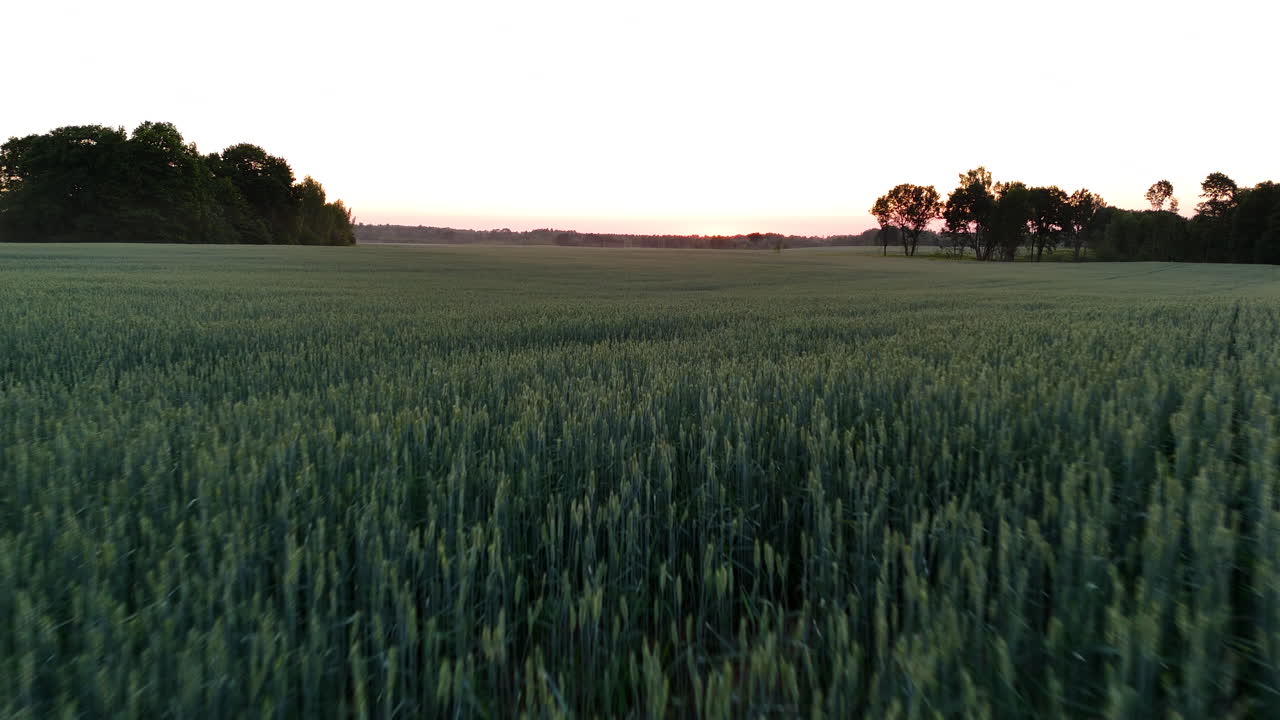 Lush barley fields moving gently in the summer wind in rural Latvia countryside.