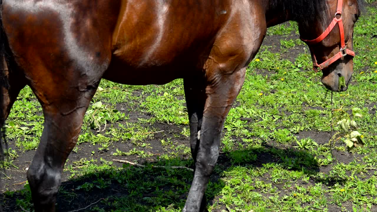 un semental de caballo marrón oscuro con melena negra mastica comida. prueba diferentes tipos de plantas para probarlas. un caballo camina en el corral cerca de los establos. un día soleado de verano.