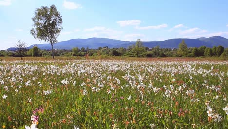 Hermoso-Campo-De-Narcisos-En-La-Pradera-De-Montaña.-Campo-De-Flores-Montañas