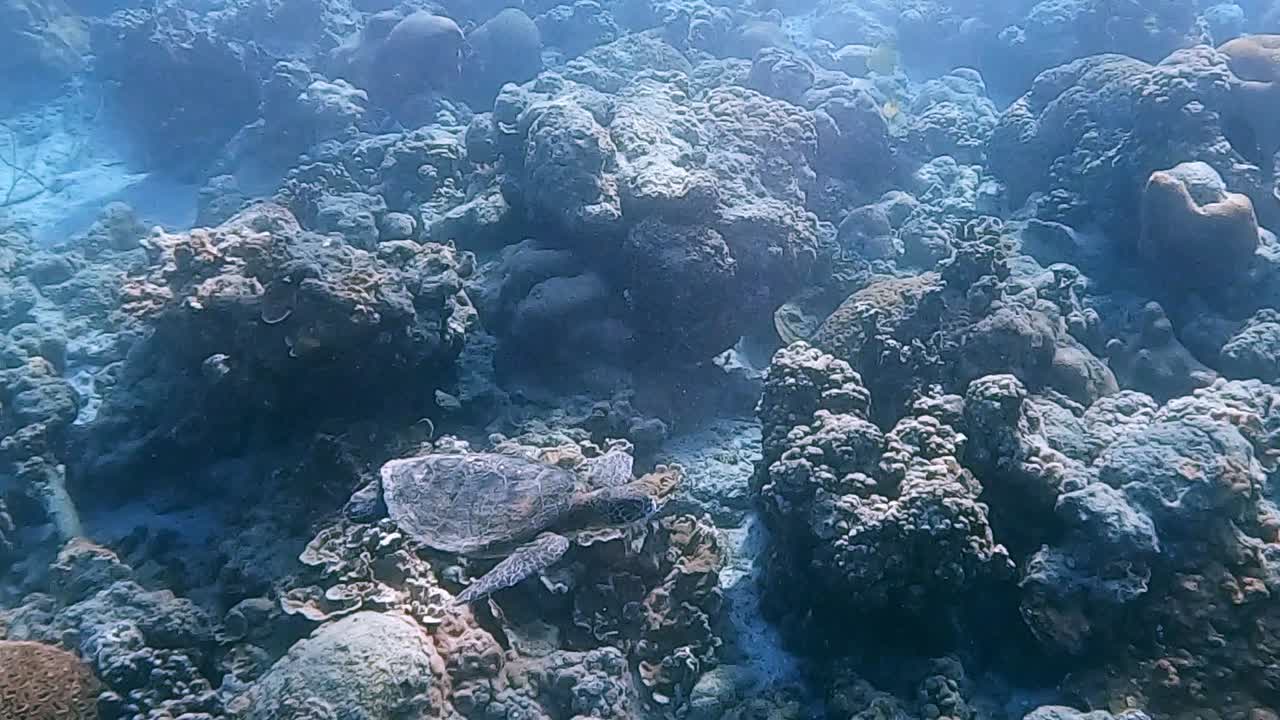 Green sea turtle slowly swimming across a dying coral reef. Stripey fish and sun rays.