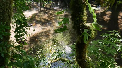 Corriente-Tropical-Que-Fluye-En-La-Selva-Tropical-De-Nueva-Zelanda-Durante-El-Día-De-Verano,-Vista-Superior