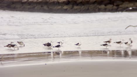 group of seagulls on the shore of the atlantic ocean beach