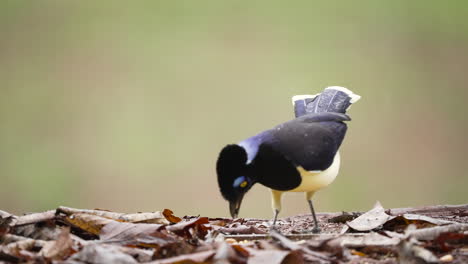 un jay de cresta de peluche disfrutando de un banquete de semillas