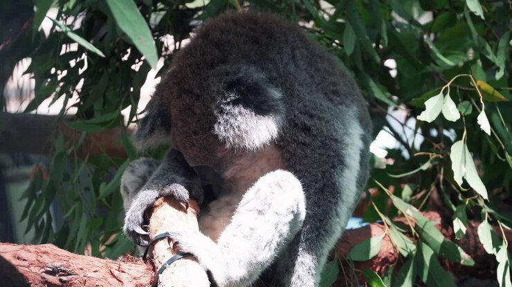 Primo piano di un koala che dorme all'ospedale per koala di Port Macquarie, Australia