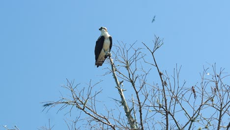 american osprey sea hawk on tree branch, calling and spreading wings, flying away 4k