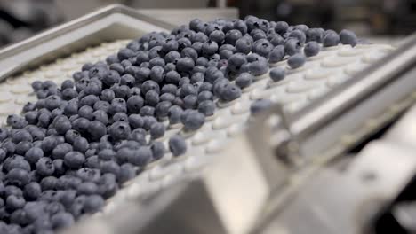 a blueberry processing and packaging plant